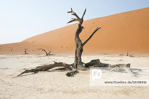 Dead camel thorn trees (Acacia erioloba) in Deadvlei  Sossusvlei  Namib Desert  Namibia  Africa