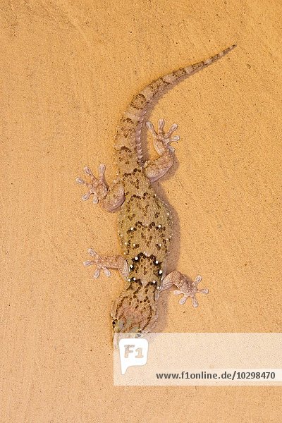 Turners Gecko (Chondrodactylus turneri)  Okapuka Ranch  Bezirk Windhoek  Namibia  Afrika
