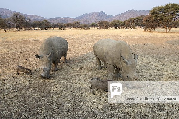 Breitmaulnashörner (Ceratotherium simum) und Warzenschweine (Phacochoerus africanus) grasen zusammen  Okapuka Ranch  Bezirk Windhoek  Namibia  Afrika