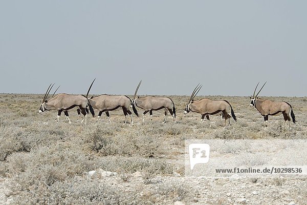 Oryxantilopen (Oryx gazella) ziehen durch Grasland  Etosha Nationalpark  Namibia  Afrika