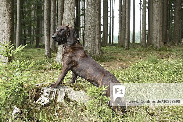 Jagdhund  Schwarzwälder Schweißhund  Allgäu  Bayern  Deutschland  Europa