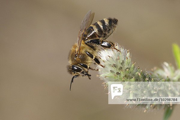 Westliche Honigbiene oder Europäische Honigbiene (Apis mellifera) an Blüte der Salweide,  Sal-Weide (Salix caprea),  Thüringen,  Deutschland,  Europa