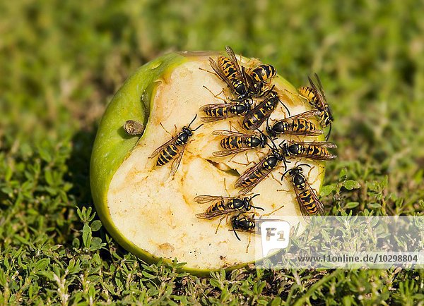 Deutsche Wespen (Vespula germanica) sitzen auf einem angeschnittenen Apfel  Deutschland  Europa