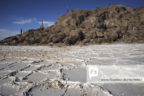 Insel Isla Incahuasi im Salzsee Salar de Uyuni  Altiplano  Bolivien  Südamerika
