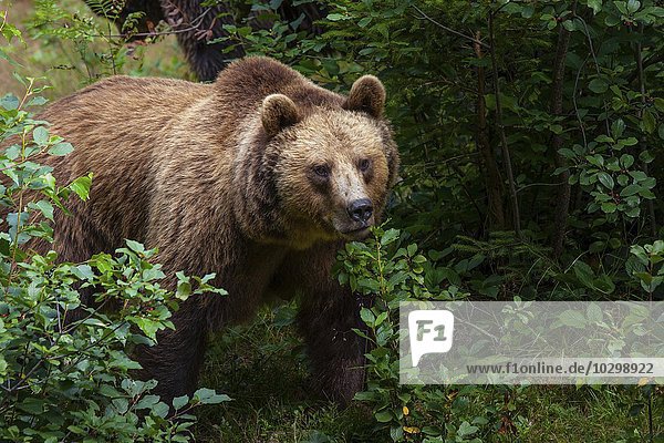 Braunbär (Ursus arctos)  captive  Nationalpark Bayerischer Wald  Bayern  Deutschland  Europa