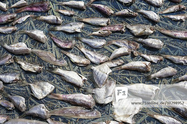 Zum Trocknen ausgelegte Fische  Strand des Fischerdorfes Ngapali  Thandwe  Rakhine-Staat  Myanmar  Asien