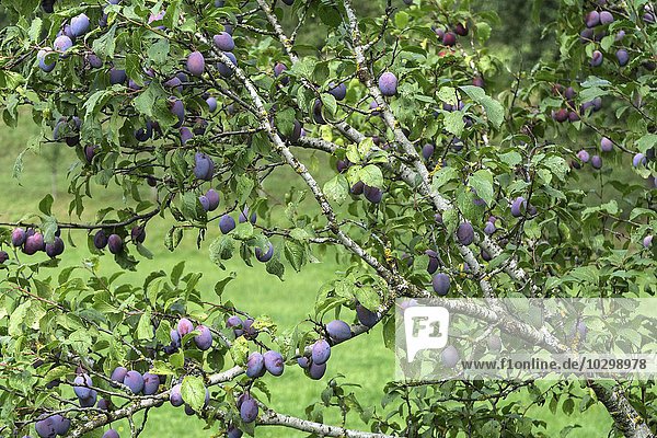 Ast voll mit Zwetschgen (Prunus domestica)  Zwetschen  Bad Heilbrunn  Oberbayern  Bayern  Deutschland  Europa