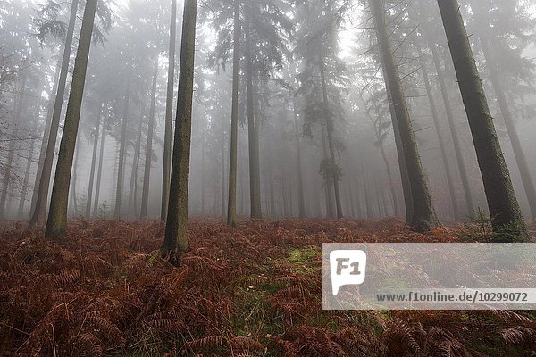 Bäume im Wald im Nebel  Herbstwald  Baden-Württemberg  Deutschland  Europa