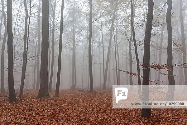 Herbstlicher Wald im Nebel  gefärbte Blätter liegen auf dem Waldboden  Herbstwald  Bäume  Baden-Württemberg  Deutschland  Europa