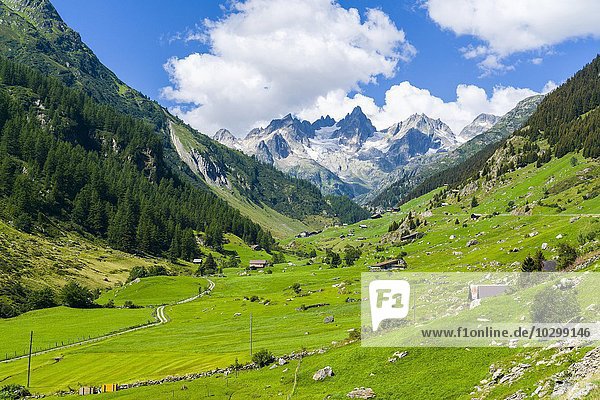Gebirgslandschaft mit Hütten und grünen Wiesen am Sustenpass  Fünffingerstock hinten  Meiental  Wassen  Kanton Graubünden  Schweiz  Europa