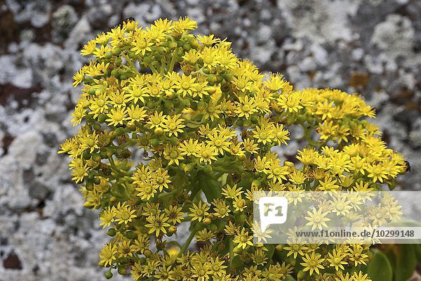 Fetthenne mit gelben Blüten  Dickblattgewächs (Aeonium vestitum)  Gran Canaria  Kanarische Inseln  Spanien  Europa