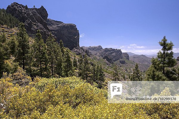 Ausblick auf gelb blühender Ginster (Genista) und kanarische Kiefern (Pinus canariensis)  im Zentrum von Gran Canaria  Kanarische Inseln  Spanien  Europa