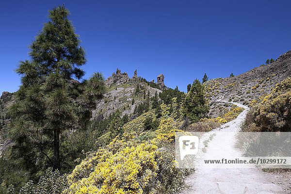 Wanderweg zum Roque Nublo  blühende Vegetation  Gran Canaria  Kanarische Inseln  Spanien  Europa