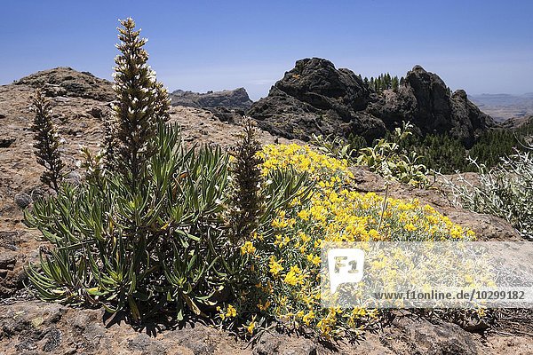 Ausblick vom Wanderweg zum Roque Nublo auf die Berge im Westen von Gran Canaria  blühende Vegetation  Kanarische Inseln  Spanien  Europa