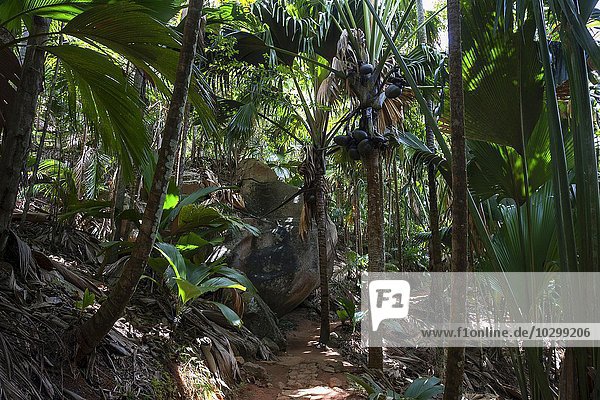 Weg und Vegetation im Vallee de Mai Nationalpark  UNESCO Weltnaturerbe  Insel Praslin  Seychellen  Afrika