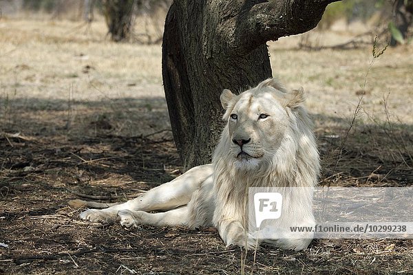 Weißer Löwe (Panthera leo) auf einer Ranch captive Südafrika