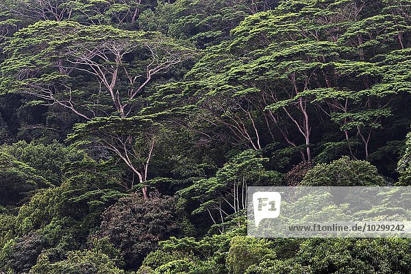 Falcataria moluccana (Falcataria moluccana) wachsen auf schwarzen Granitfelsen  Insel La Digue  Seychellen  Afrika