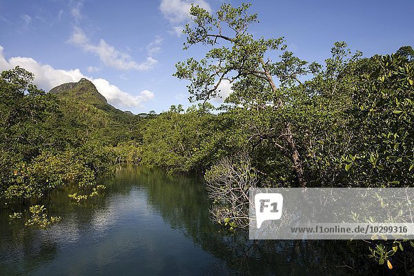 Fluss mit Mangrovenbäumen  hinten der Morne Blanc  bei Port Glaud  Insel Mahe  Seychellen  Afrika