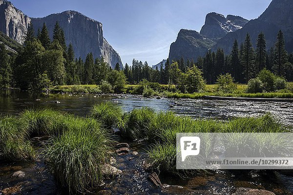 Merced River  hinten links El Capitan  hinten rechts Cathedral Rocks  Yosemite Valley  Yosemite Nationalpark  USA  Nordamerika