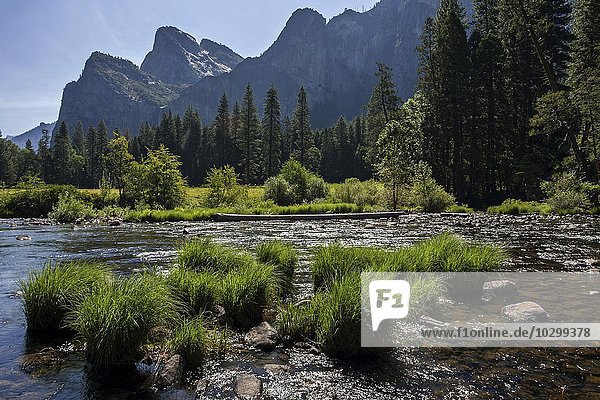 Merced River  hinten Cathedral Rocks  Yosemite Valley  Yosemite Nationalpark  USA  Nordamerika