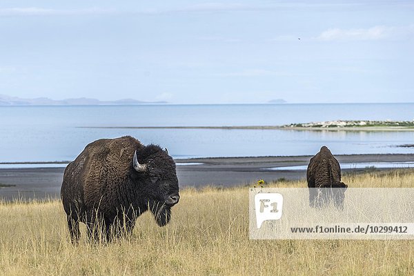 Bison (Bison bison) im Gras  hinten großer Salzsee  Antelope Island  Utah  USA  Nordamerika