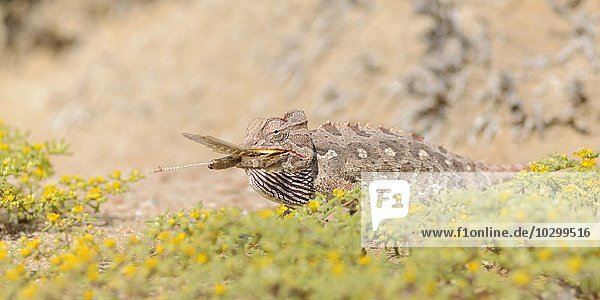 Ein Namaqua-Chamäleon (Chamaeleo namaquensis) verschlingt eine Heuschrecke  Namib Naukluft Park  Swakopmund  Namibia  Afrika