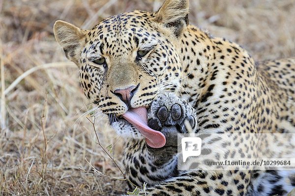 Leopard (Panthera pardus)  leckt seine Pfote  Südluangwa National Park  South Luangwa National Park  Sambia  Afrika
