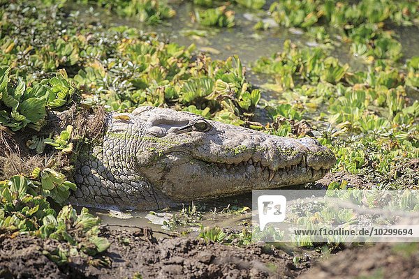 Nilkrokodil (Crocodylus niloticus)  Kopf zwischen Wasserpflanzen  Südluangwa-Nationalpark  Sambia  Afrika