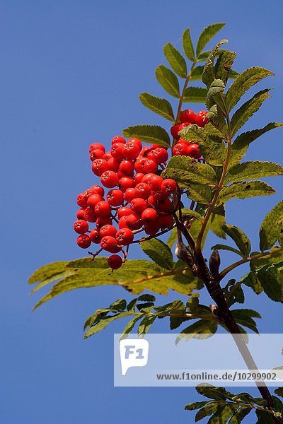 Eberesche oder Vogelbeere (Sorbus aucuparia) mit reifen Beeren Skåne län Schweden Europa