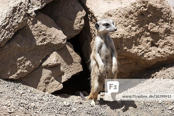 Meerkat (Suricata suricatta)  captive  Palmitos Park  Maspalomas  Gran Canaria  Canary Islands  Spain  Europe