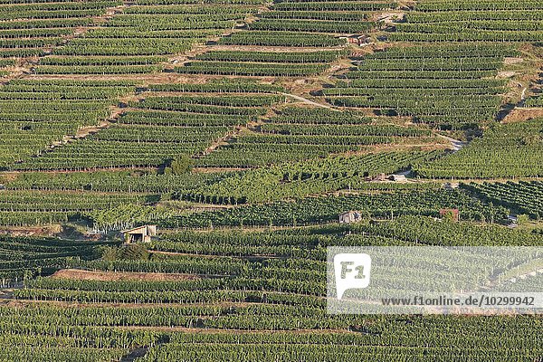 Wachauer Weingärten im Spitzer Graben  Grüner Veltliner  Spitz an der Donau  Wachau  Waldviertel  Niederösterreich  Österreich  Europa