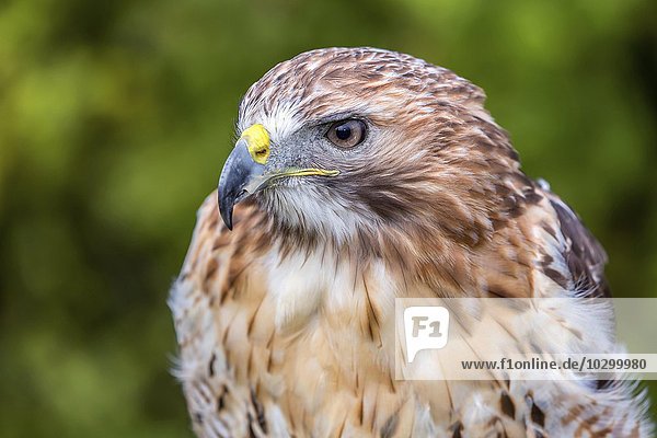 Red-tailed Hawk (Buteo jamaicensis)  portrait  native to North America  captive
