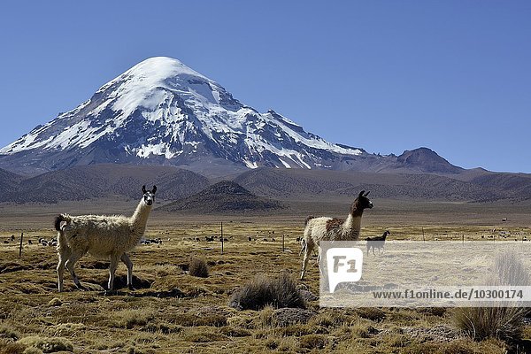 Lamas (Lama glama) vor dem Vulkan Sajama  Sajama Nationalpark  Bolivien  Südamerika