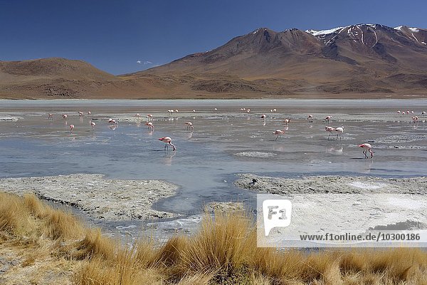 Laguna Hedionda with James's Flamingos (Phoenicoparrus jamesi)  in Uyuni  Lipez  Bolivia  South America