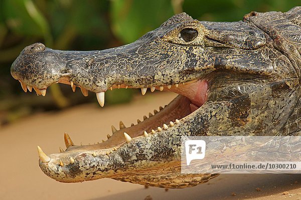 Brillenkaiman (Caiman yacare  Caiman crocodilus yacare) mit geöffneten Maul  Portrait  Pantanal  Brasilien  Südamerika