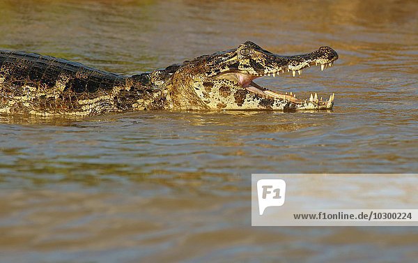 Brillenkaiman (Caiman yacare  Caiman crocodilus yacare)  mit geöffneten Maul im Wasser  Pantanal  Brasilien  Südamerika