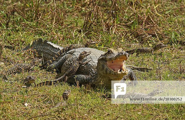 Brillenkaiman (Caiman yacare  Caiman crocodilus yacare)  Weibchen mit Jungtieren  Pantanal  Brasilien  Südamerika