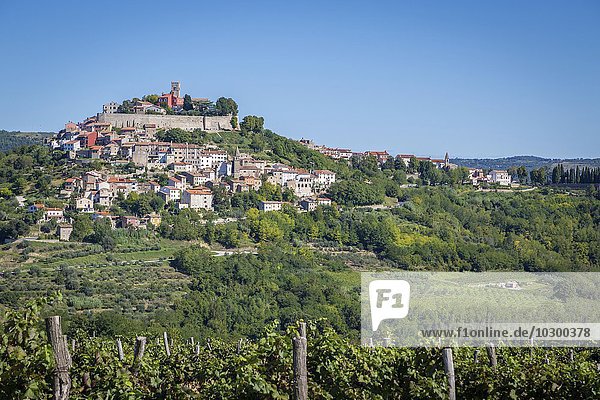 Idyllisches Dorf auf Hügel mit venezianischer Festung  vorne Weinreben  Motovun  Istrien  Kroatien  Europa