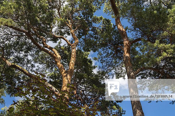 Waldkiefer (Pinus sylvestris)  Rotföhre  Binz  Rügen  Mecklenburg-Vorpommern  Deutschland  Europa
