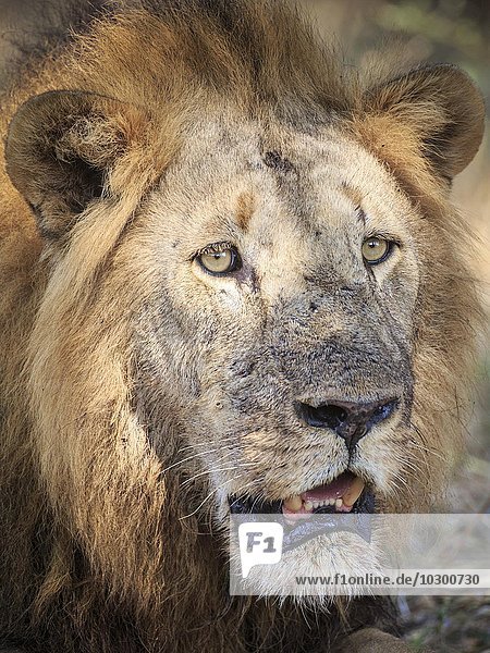 Portrait eines männlichen Löwen (Panthera leo)  Südluangwa National Park  South Luangwa National Park  Sambia  Afrika