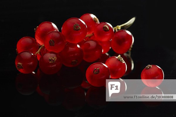 Rote Johannisbeeren (Ribes rubrum) vor schwarzem Hintergrund