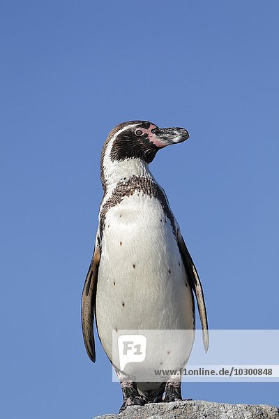Humboldt-Pinguin (Spheniscus humboldti)  captive
