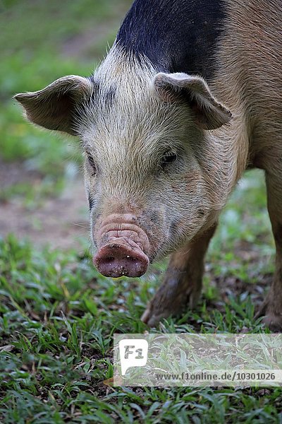 Hausschwein (Porcus domesticus)  weiblich  Sau  Portrait  Pantanal  Mato Grosso  Brasilien  Südamerika