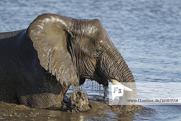 Afrikanischer Elefant (Loxodonta africana)  Weibchen  hat Spaß am Wasserloch  Etosha-Nationalpark  Namibia  Afrika