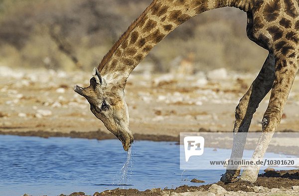 Kapgiraffe (Giraffa camelopardalis giraffa)  Männchen  hebt den Kopf  nachdem er am Wasserloch getrunken hat  Etosha-Nationalpark  Namibia  Afrika