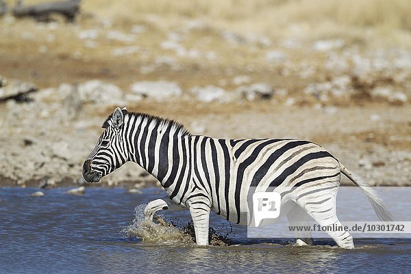 Burchell-Zebra (Equus quagga burchellii) am Wasserloch  Etosha-Nationalpark  Namibia  Afrika