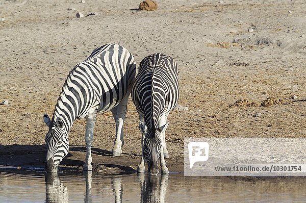 Burchell-Zebras (Equus quagga burchellii) trinken am Wasserloch  Etosha-Nationalpark  Namibia  Afrika