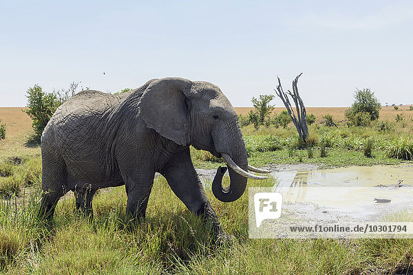 Elefant (Loxodonta africana) am Wasserloch  Masai Mara  Narok County  Kenia  Afrika