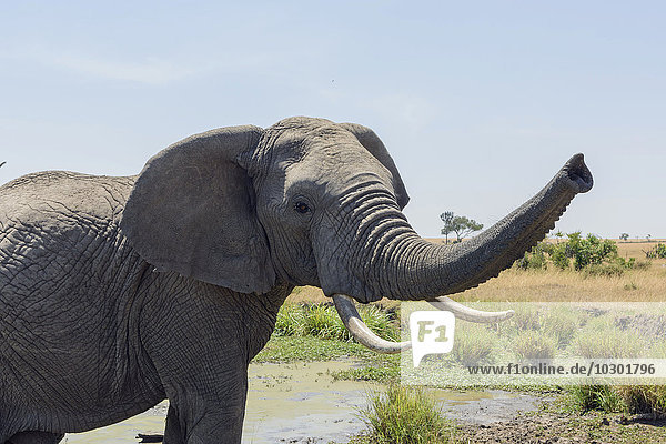 Ein Elefant (Loxodonta africana) mit erhobenem Rüssel  Masai Mara  Narok County  Kenia  Afrika