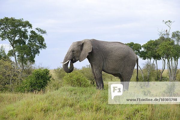 Fressender Elefant (Loxodonta africana) auf einem kleinen Hügel  Masai Mara  Narok County  Kenia  Afrika
